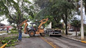 Temporal derruba 15 árvores em Tremembé e prefeito dirige trator para desobstruir vias