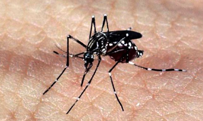 São Sebastião registra casos de Chikungunya