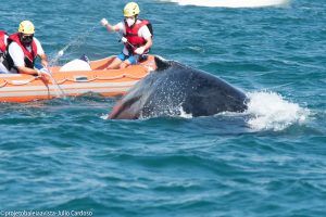 Baleia Jubarte é resgatada e tirada de rede de pesca no canal de São Sebastião