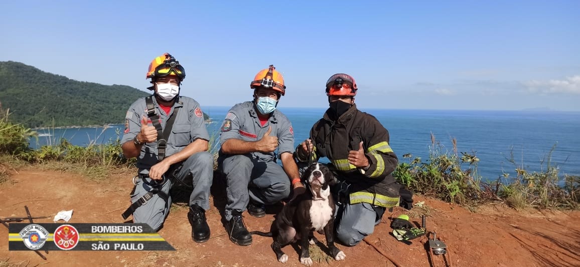Bombeiros fazem resgate de cão que caiu 30 metros em ribanceira