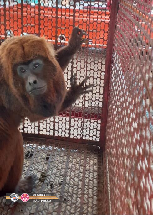 Macaco morde homem em Campos do Jordão