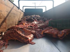 Trio é preso com carregamento de carne clandestina na Via Dutra