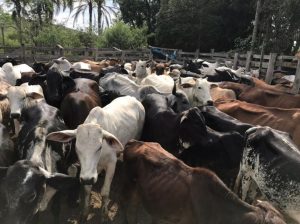 Polícia recupera 500 cabeças de gado e prende 12 pessoas no Vale do Paraíba