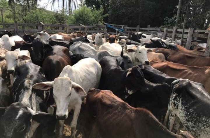 Polícia recupera 500 cabeças de gado e prende 12 pessoas no Vale do Paraíba