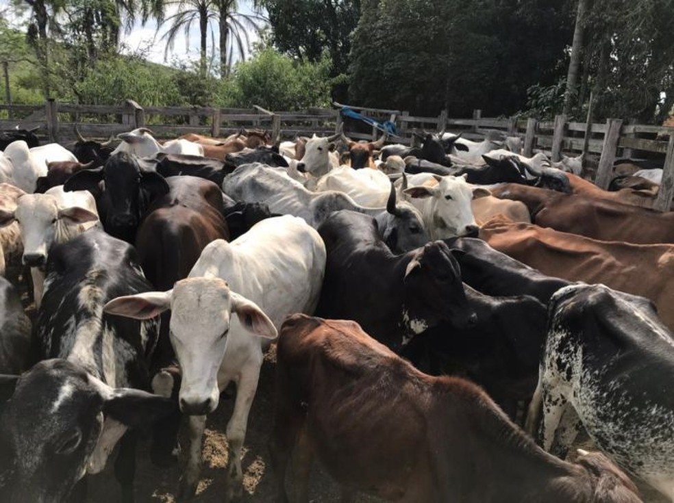 Bandidos amarram caseiro e levam 25 cabeças de gado de fazenda em Santa Branca