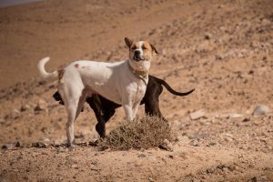 Idoso mata animais e ameaça matar filho e nora com facão em Ubatuba
