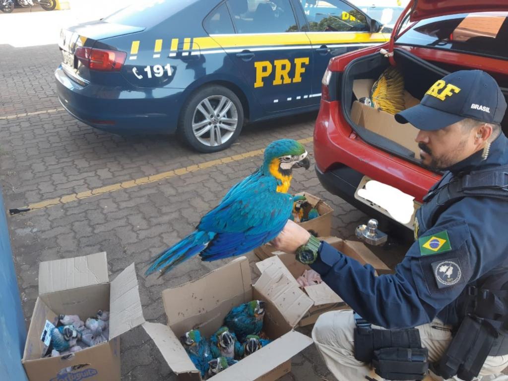PRF prende um dos maiores traficantes de animais e plantas do mundo no Vale do Paraíba