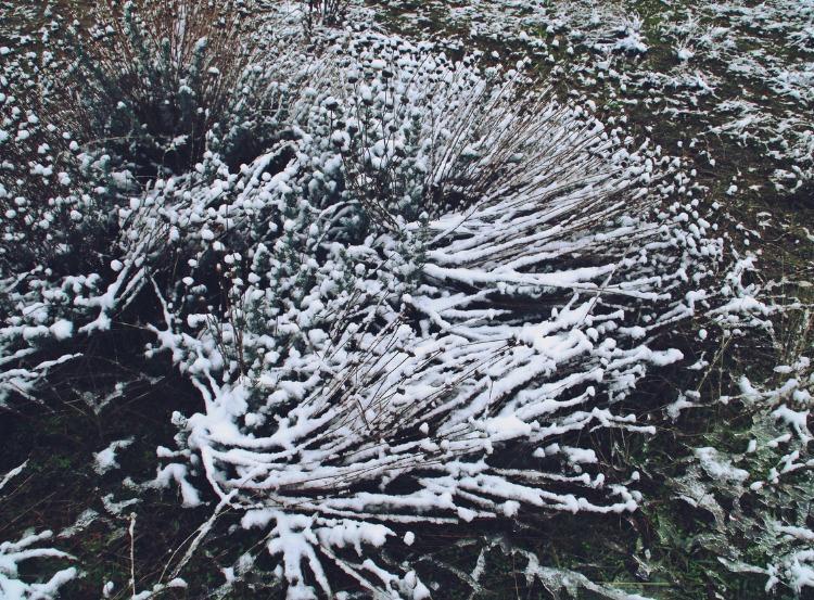 Previsão do tempo não descarta neve na Serra da Mantiqueira a partir de quinta-feira