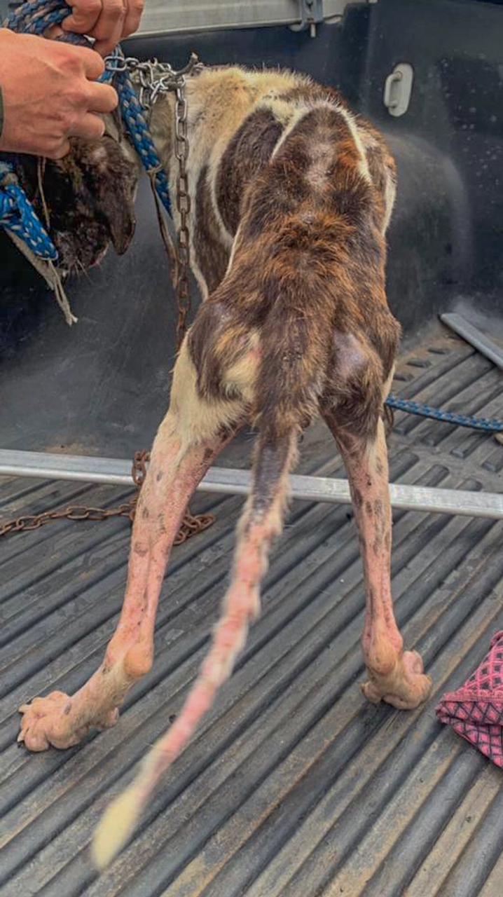 Homem é preso por maltratar animais em Ubatuba