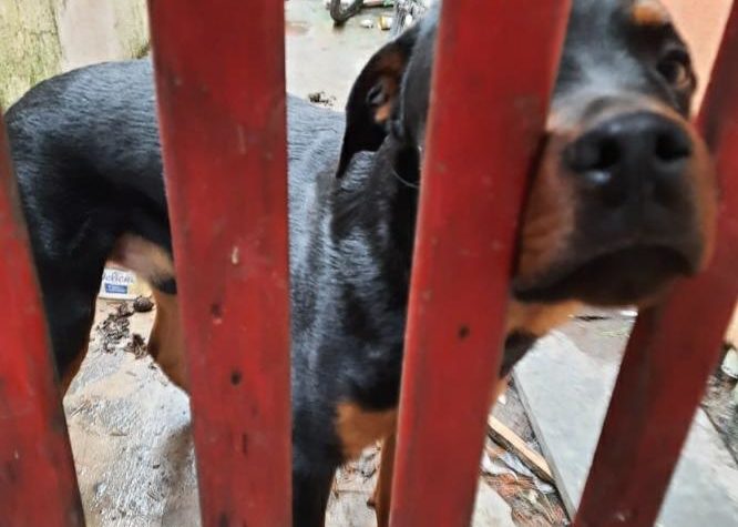 Mulher é multada em R$ 3 mil por abandono de cachorro em Caraguatatuba