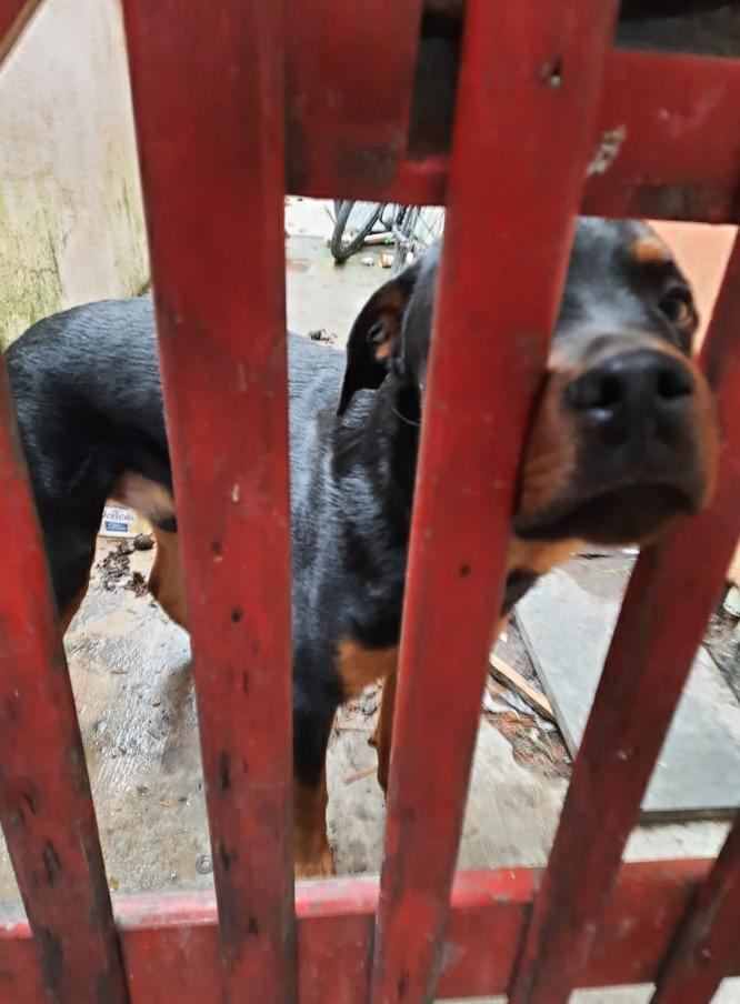 Mulher é multada em R$ 3 mil por abandono de cachorro em Caraguatatuba