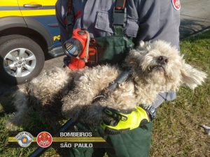 Toda vida importa: Cão é resgatado por Bombeiros na Via Dutra
