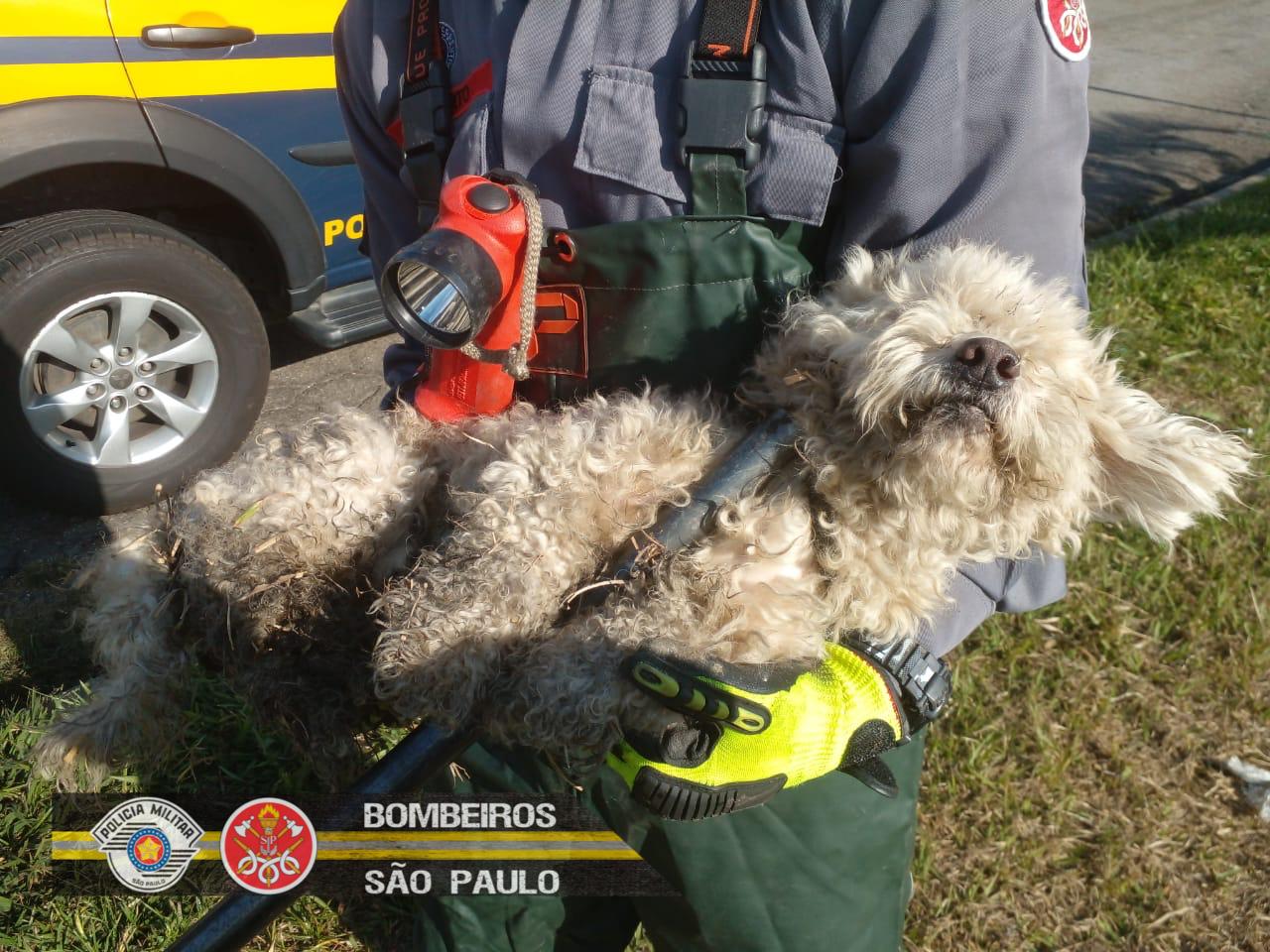 Toda vida importa: Cão é resgatado por Bombeiros na Via Dutra