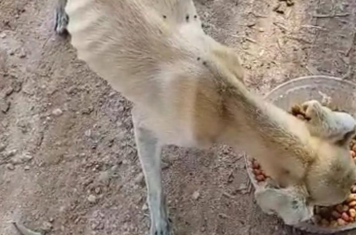 Polícia resgata quatro cachorros em situação de maus tratos em Caçapava