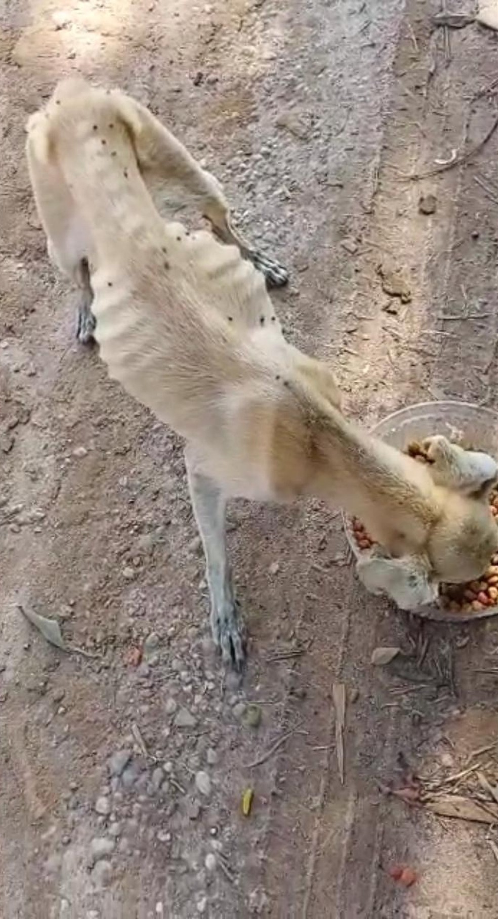 Polícia resgata quatro cachorros em situação de maus tratos em Caçapava