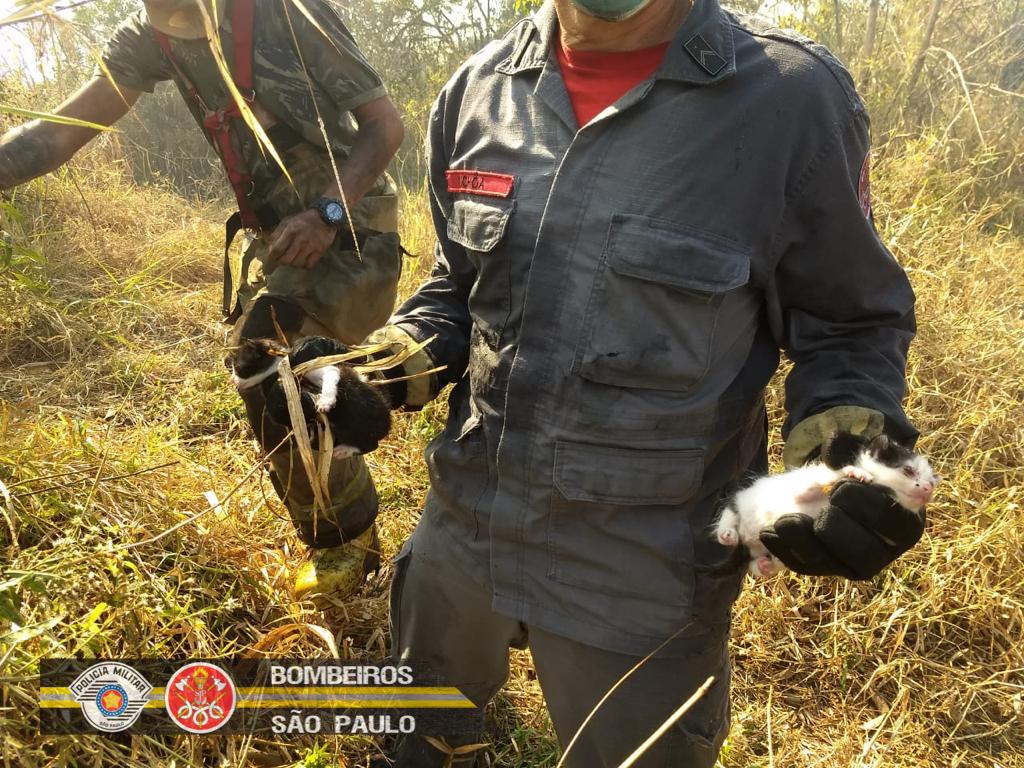 Bombeiros demoram cinco horas para apagar incêndio em vegetação em Guaratinguetá