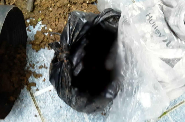 Recém-nascido é achado em saco plástico dentro de vaso de planta em Ubatuba