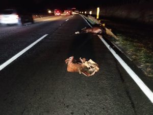 Cavaleiro e cavalo são atropelados na Via Dutra, em Aparecida, e morrem