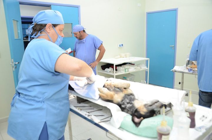 Inscrições para castração de cães e gatos acabam em minutos em São José dos Campos