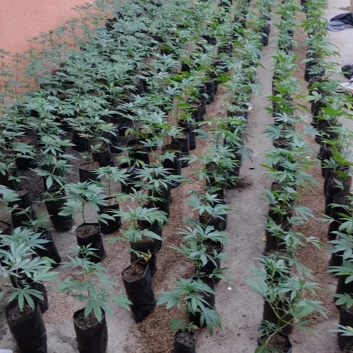 529 pés de maconha são encontrados pela polícia em Guaratinguetá