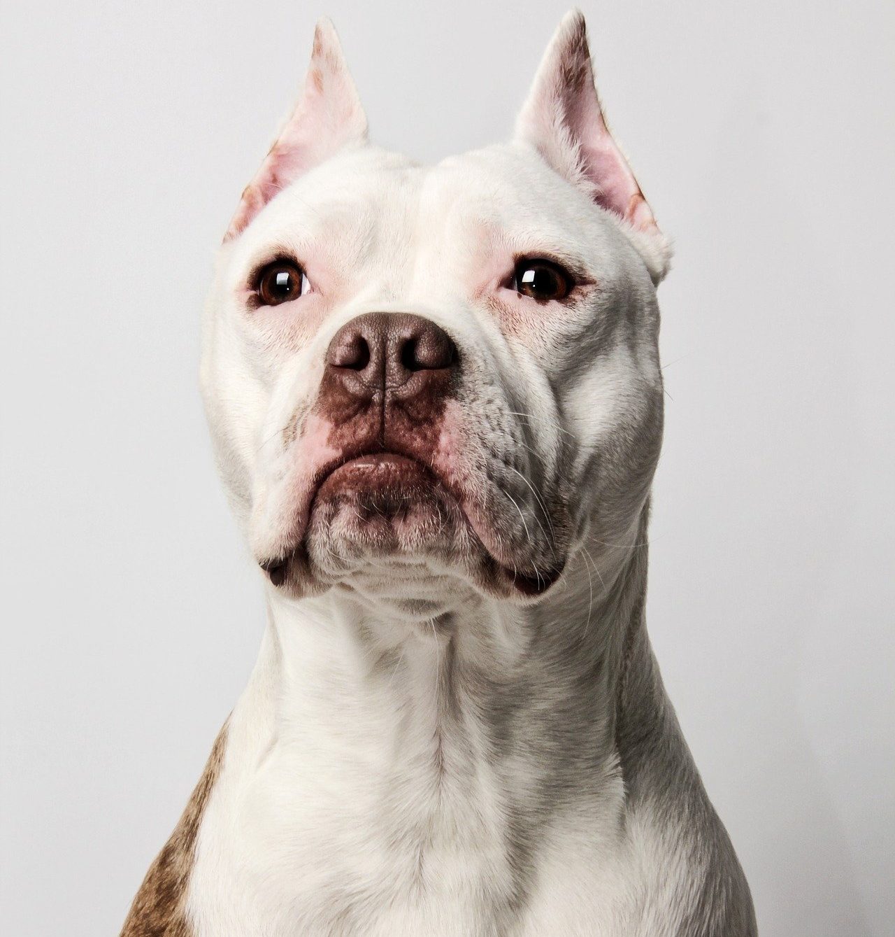 Pitbull é morto a tiros por PM em Taubaté. Policial teria alegado que agiu para se defender
