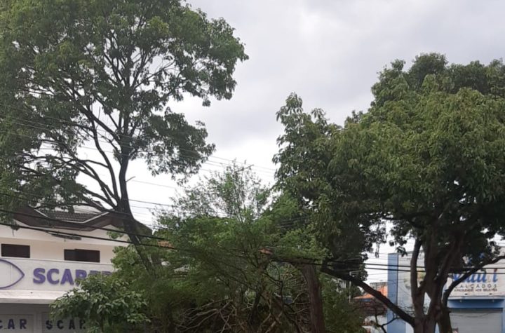 Chuva causa queda de 35 galhos e árvores em São José dos Campos