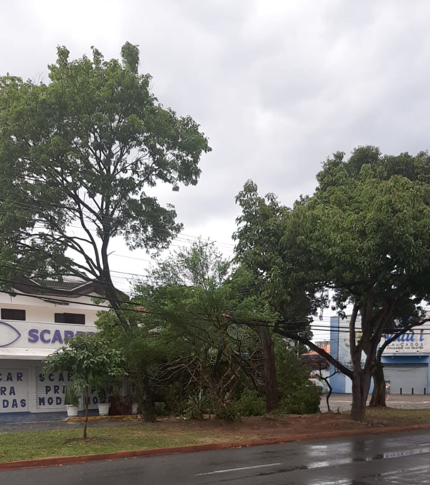 Chuva causa queda de 35 galhos e árvores em São José dos Campos