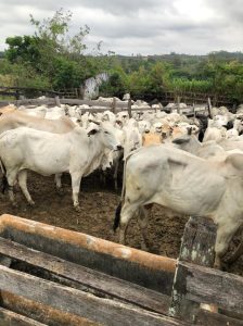 Bandidos tentam levar 150 gados de fazenda em São José dos Campos 1 Bandidos tentam levar 150 gados de fazenda em São José dos Campos