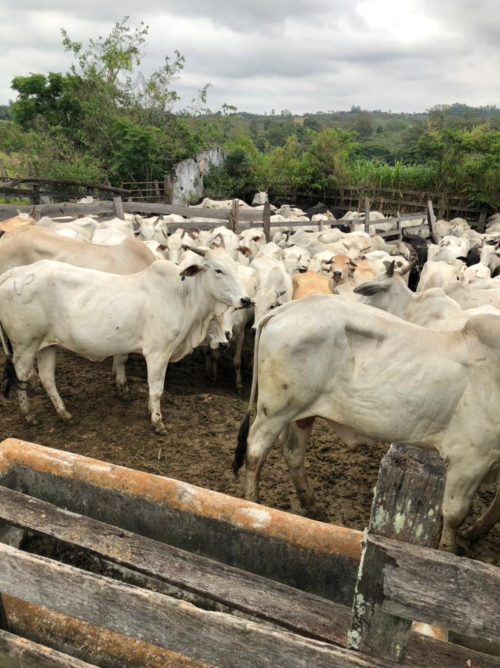 Bandidos tentam levar 150 gados de fazenda em São José dos Campos