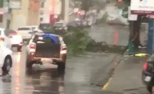 Temporal derruba árvores e muros em Jacareí