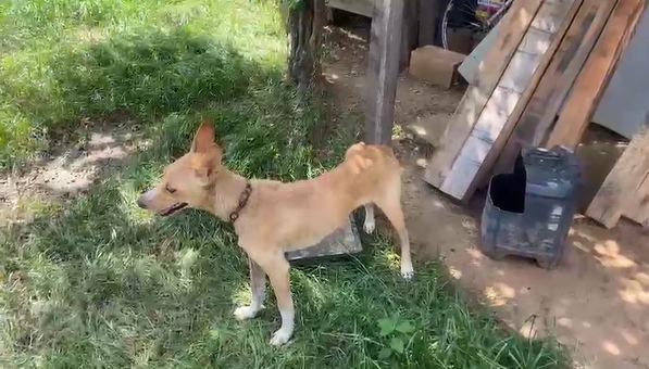 Homem é preso por maus-tratos a cachorro em Pindamonhangaba