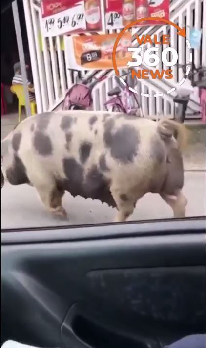 Porca é flagrada em Taubaté