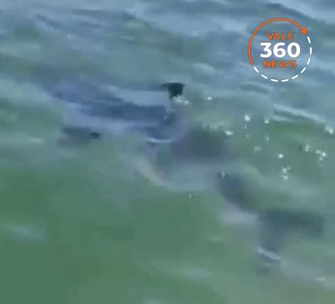 Tubarão em Ubatuba é visto na Praia Vermelha do Sul