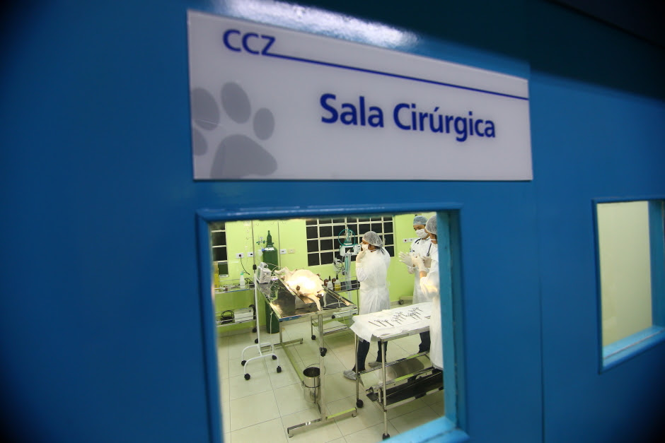 São José dos Campos tem 1.000 vagas gratuitas para castração de cães e gatos em São José dos Campos