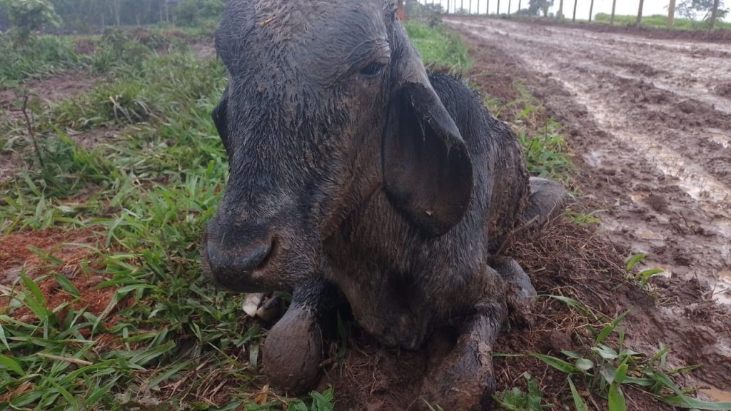 Polícia Ambiental de Cunha multa fazenda em quase R$ 1 milhão por maltratar 302 animais. 
