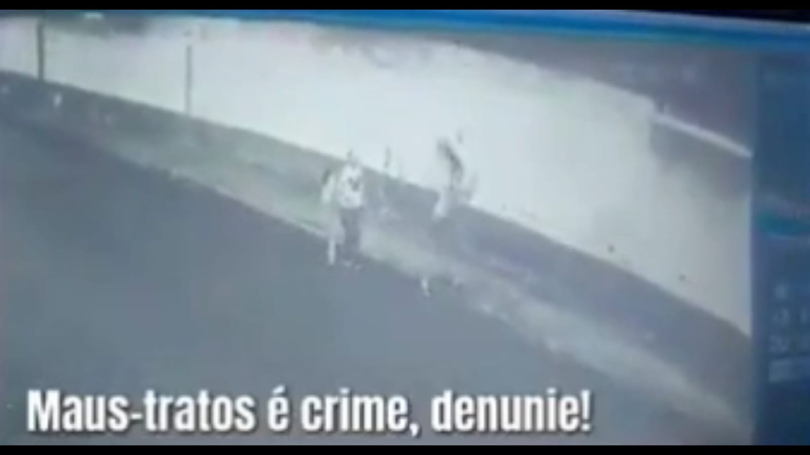cao-e-aremessado-em-taubate