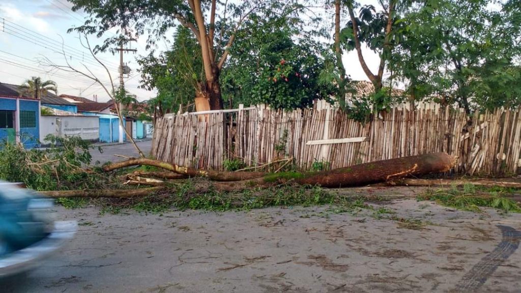 Chuvas e ventos causam transtornos e derrubam pelo menos 30 árvores em Cruzeiro 1 arvores-em-cruzeiro