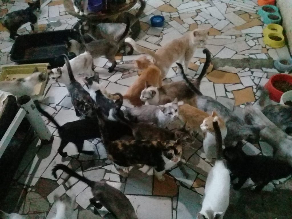 PM Ambiental apreende 152 animais em situação de maus-tratos em Cachoeira Paulista 1 maus-tratos-em-cachoeira-paulista