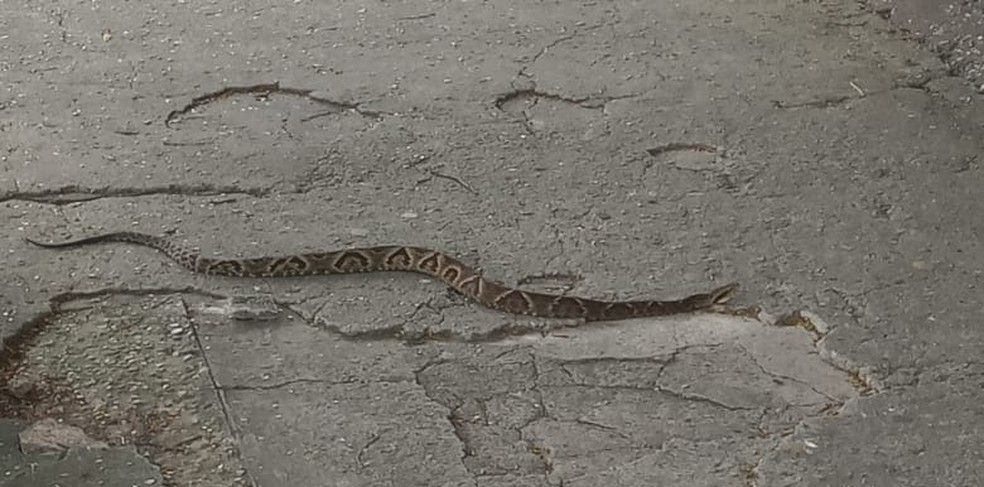 cobras