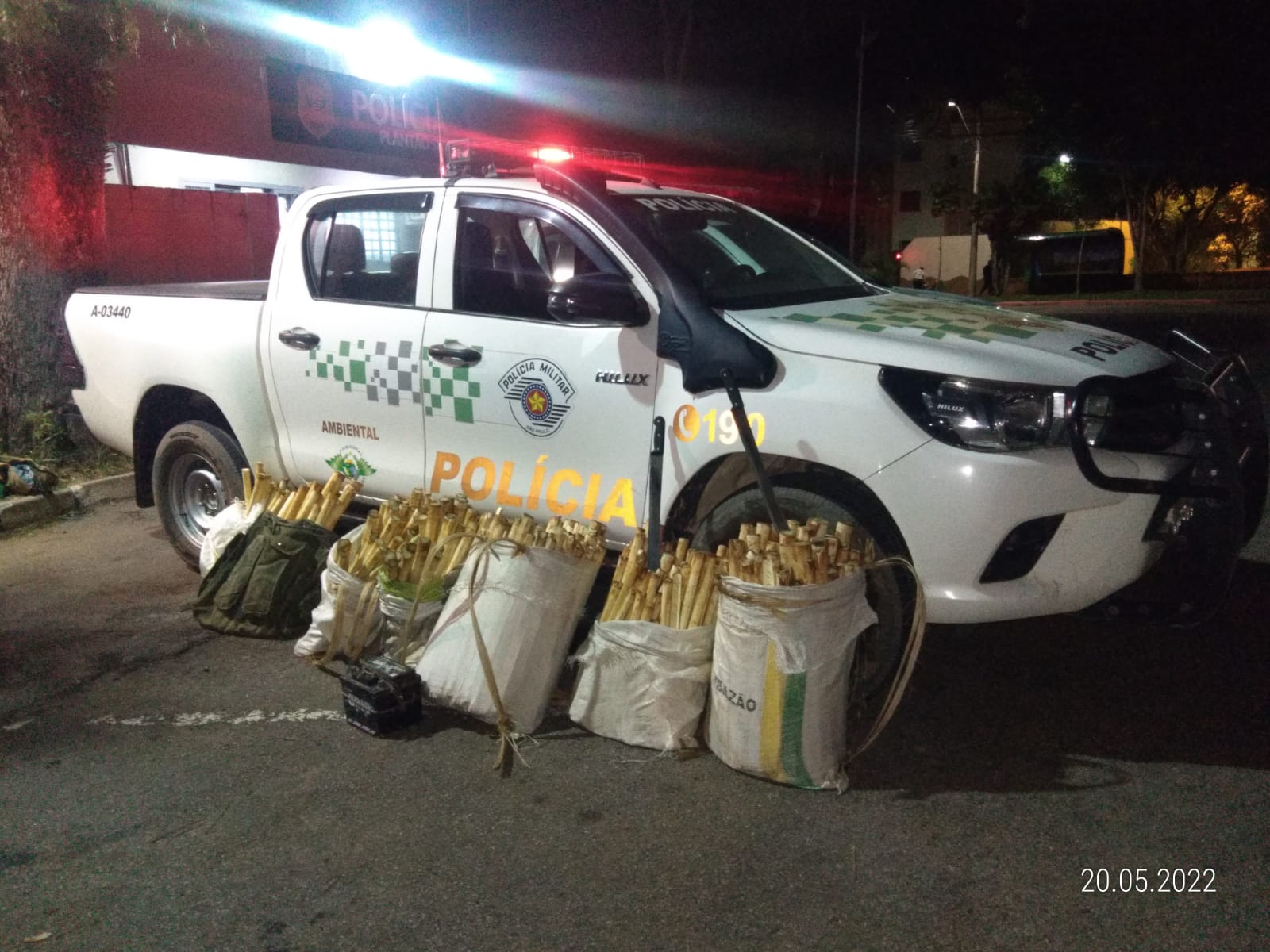 extracao-ilegal-de-palmito