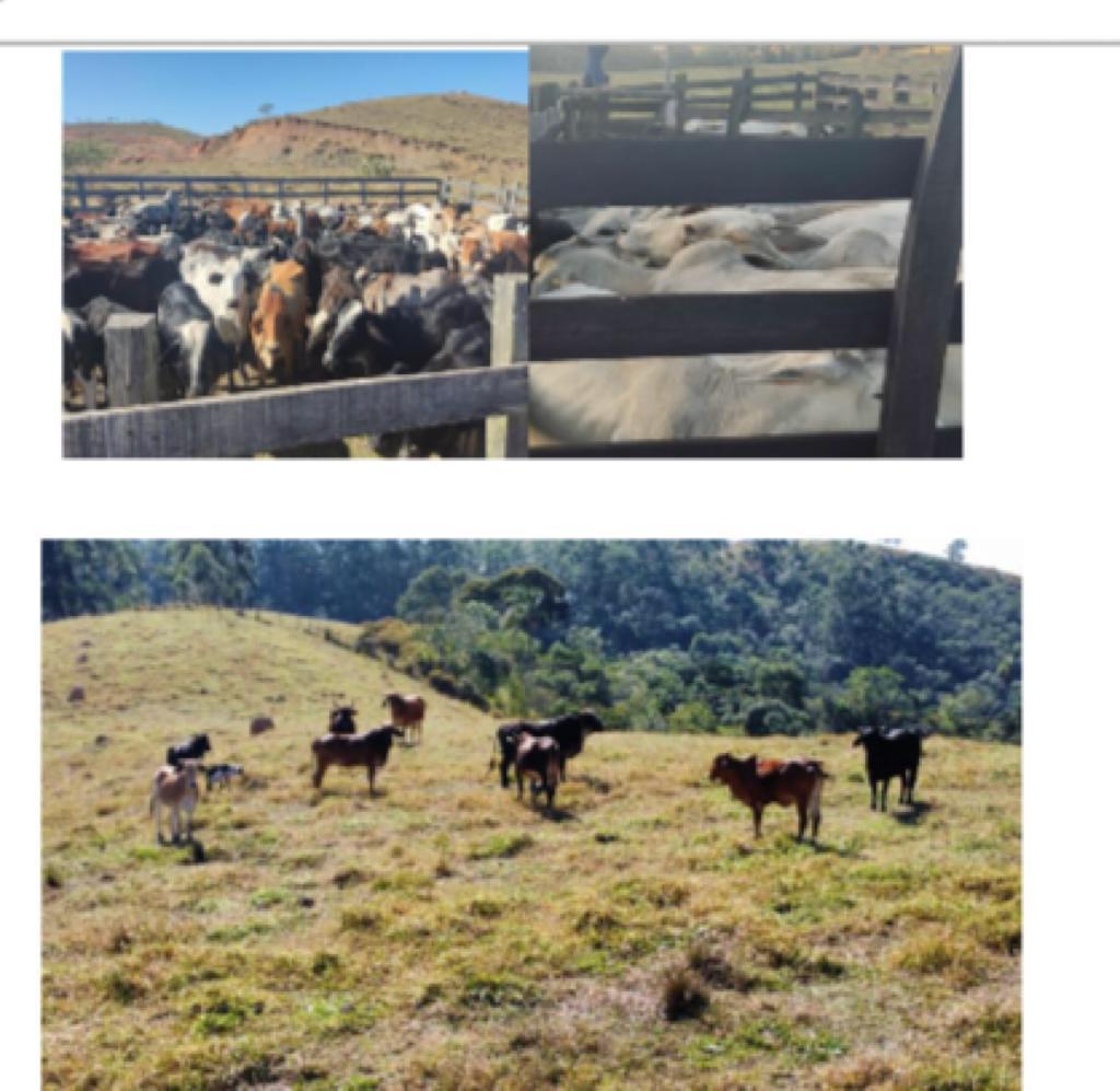 95 cabeças de gado são furtadas de fazenda em Caçapava. Parte é recuperada pela Polícia Civil