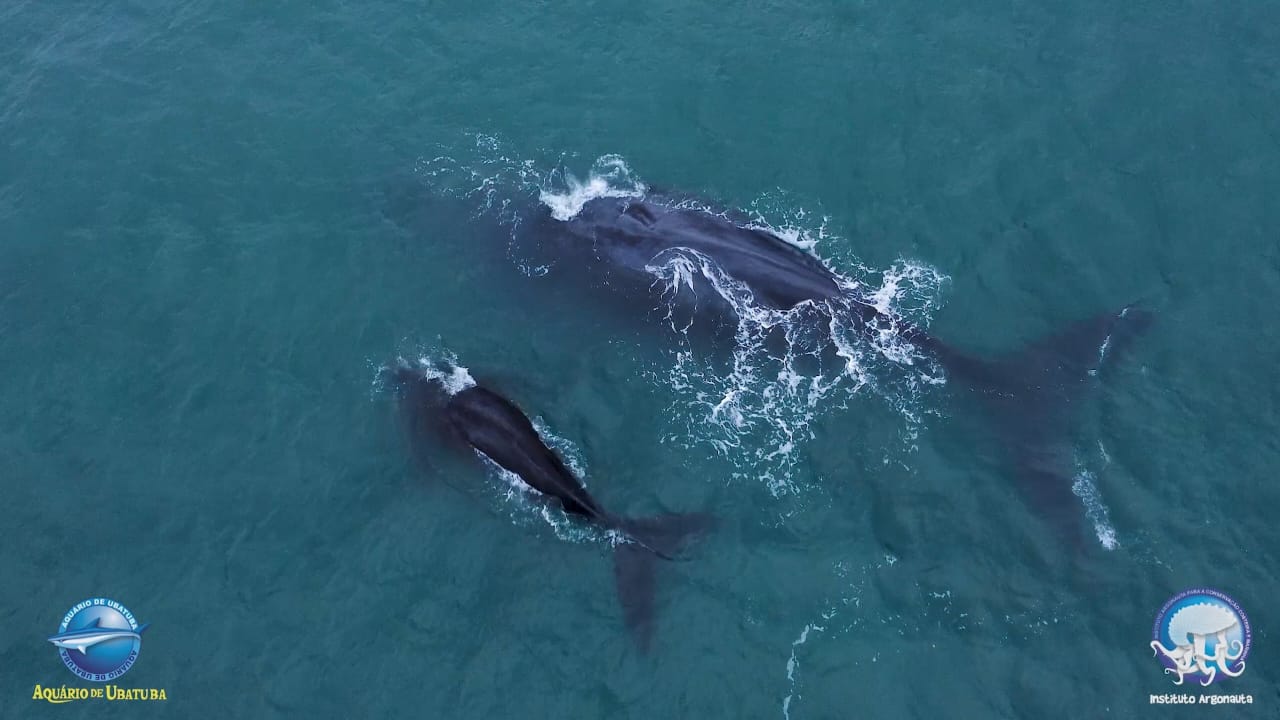 Avistamento de baleias acontece em praia de Ubatuba