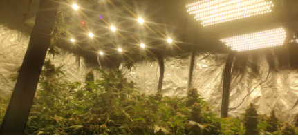 Polícia Civil encontra laboratório de maconha em Taubaté e prende dois homens 1 laboratorio