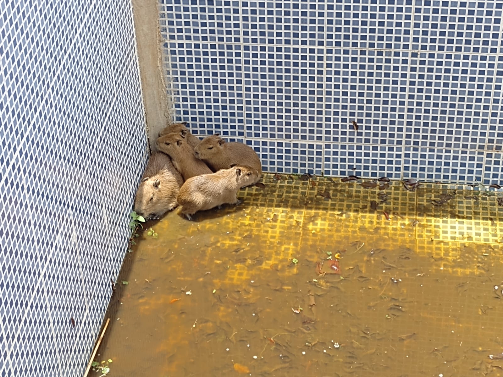 PM ambiental resgata mãe e cinco filhotes de capivara em Tremembé