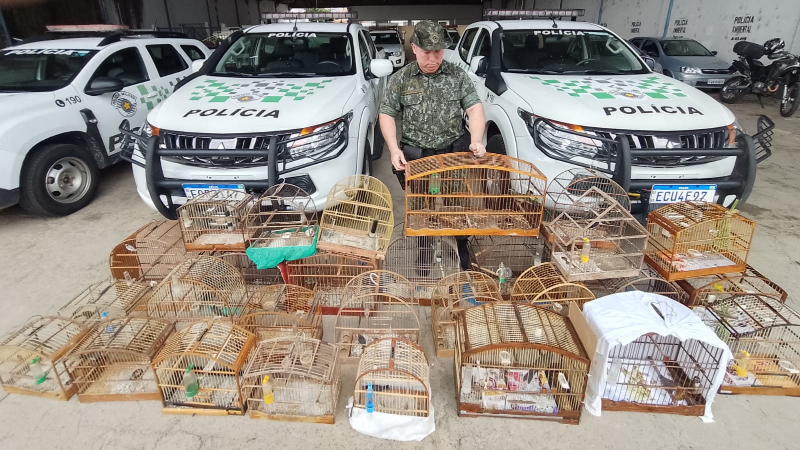 29 aves são apreendidas em Taubaté e PM Ambiental aplica multas de R$ 16,9 mil
