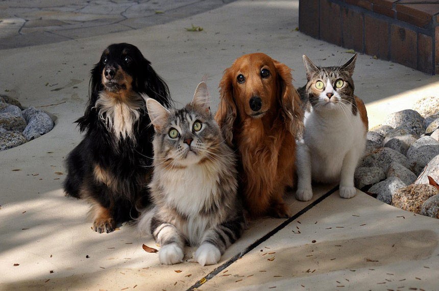 TJ julga ser inconstitucional projeto de lei que impede venda de cães e gatos em petshops de Caçapava