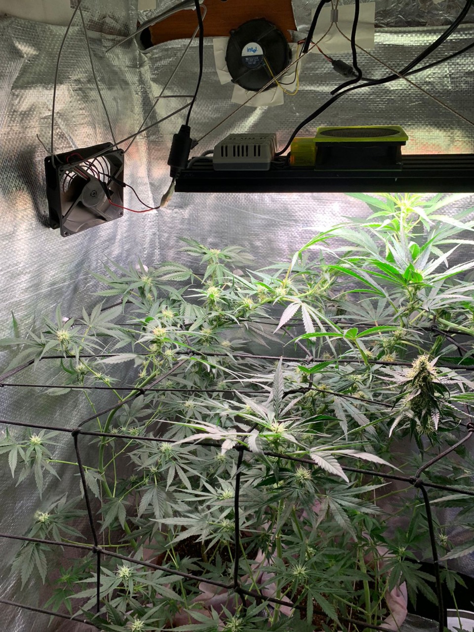 Homem é preso por cultivo de maconha em estufa dentro de casa em Guaratinguetá