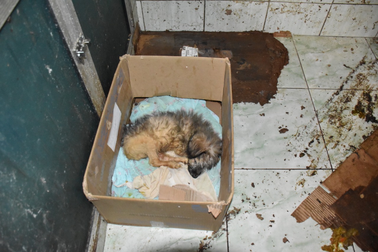 Homem é autuado em R$ 180 mil por maus-tratos a animais em Lorena