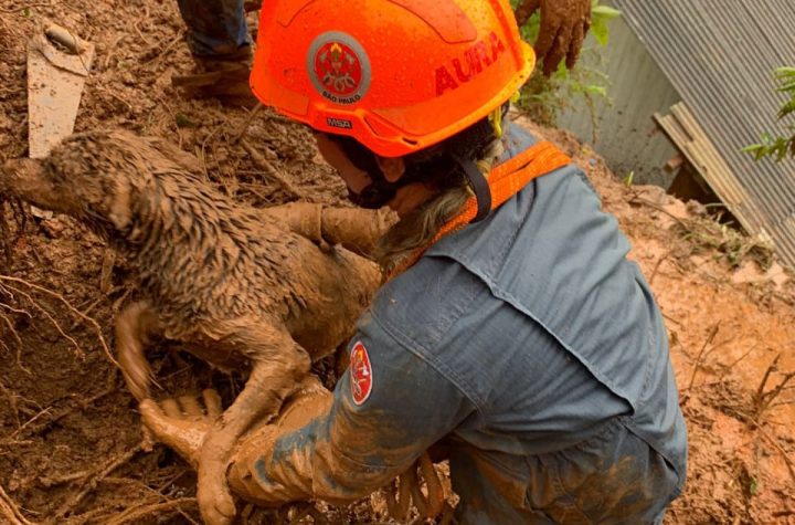 Bombeiros resgatam cachorro após deslizamento de terra em Campos do Jordão