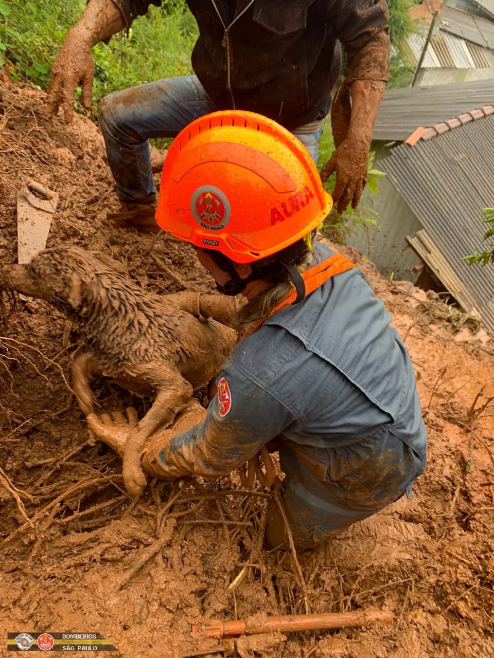 Bombeiros resgatam cachorro após deslizamento de terra em Campos do Jordão
